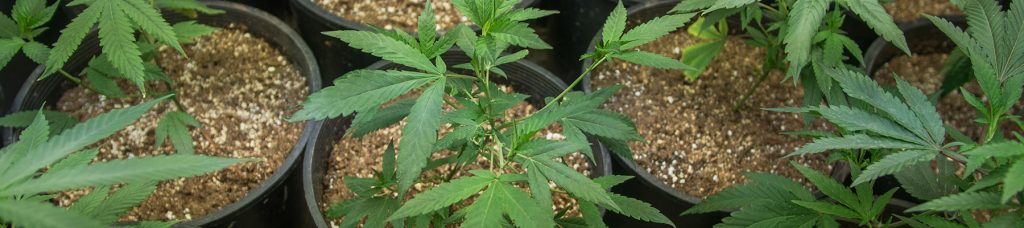 hemp-cbd-vs-marijuana-legality