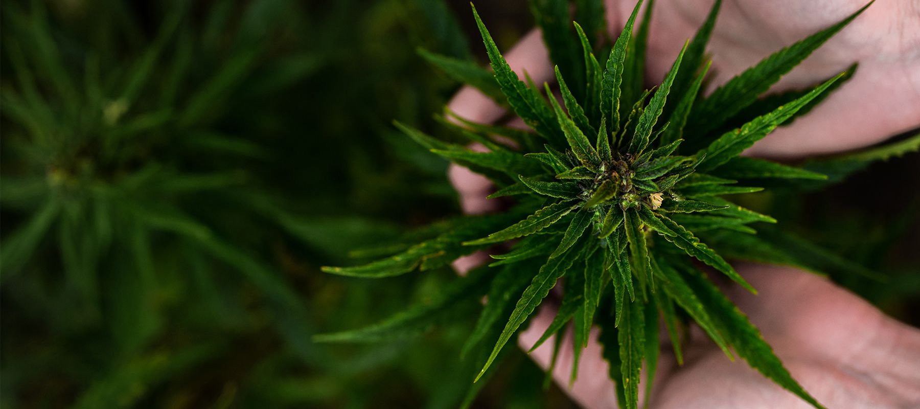 Konopa a CBD verzus marihuana – aký je medzi nimi rozdiel?