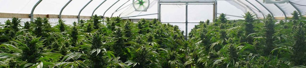 Конопля может расти крупный размер марихуаны закон