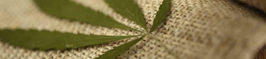 Growing hemp is good for the soil