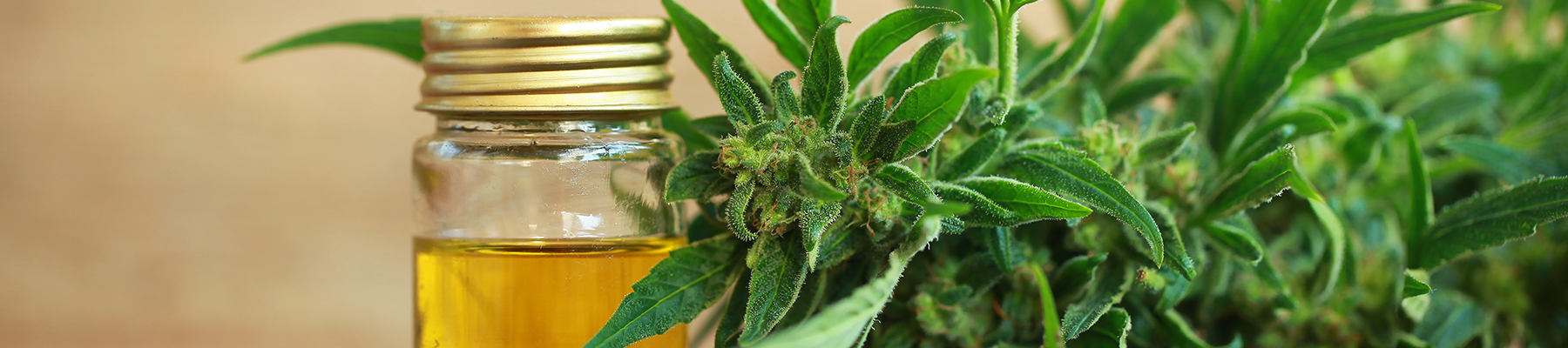 El auge del cáñamo: por qué todo el mundo habla de él