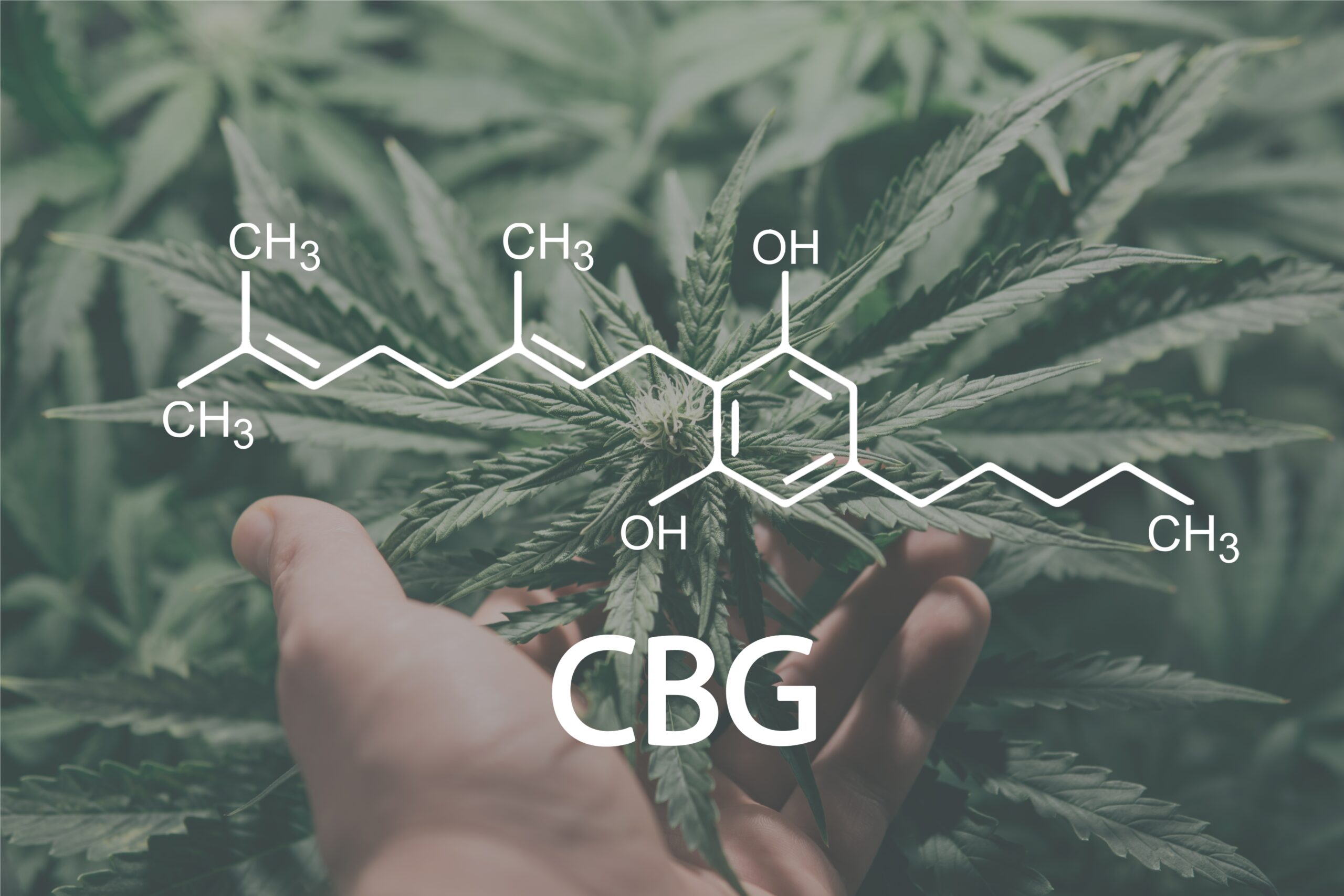 CBG: First Human Clinical Trial Confirms the “Mother Cannabinoid” Reduces Anxiety and Stress