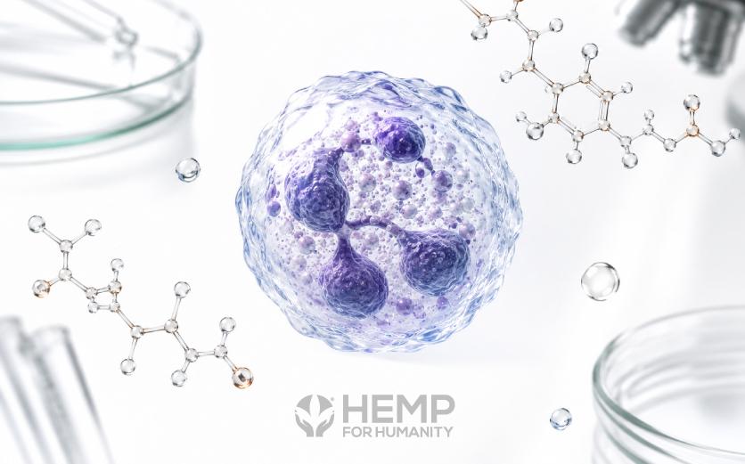 What CBG Is Teaching Researchers About the Immune System